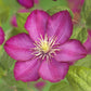Kletterpflanze - Clematis Ville de Lyon - Blüte Rosa - Wenig Pflege - 2 Pflanzen - Topf 11cm Höhe 40cm