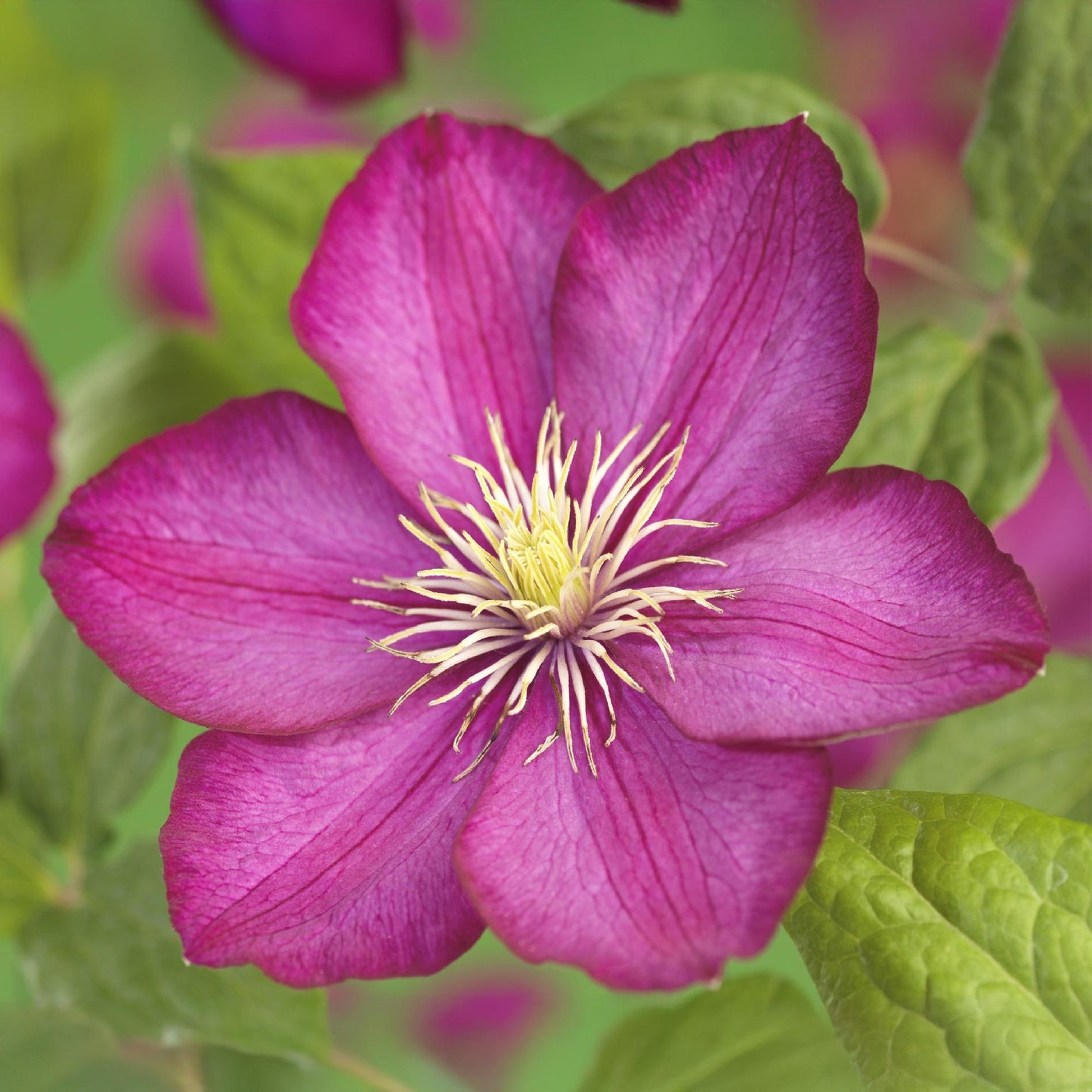 Kletterpflanze - Clematis Ville de Lyon - Blüte Rosa - Wenig Pflege - 2 Pflanzen - Topf 11cm Höhe 40cm