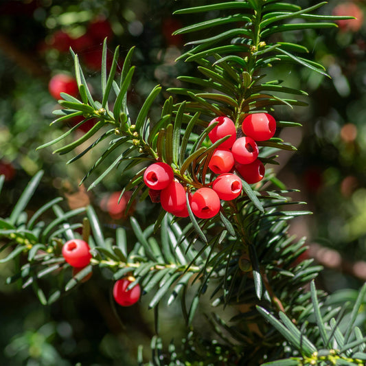 Heckenpflanzen - Taxus baccata - Blatt grün - 6 Pflanzen - 1 laufender Meter - immergrün - Topf 17cm Höhe 60cm