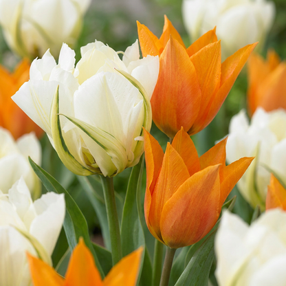15x Tulipa Sunbath - Tulpe Sunbath - Gelb und Weiß - Frühlingsblüher
