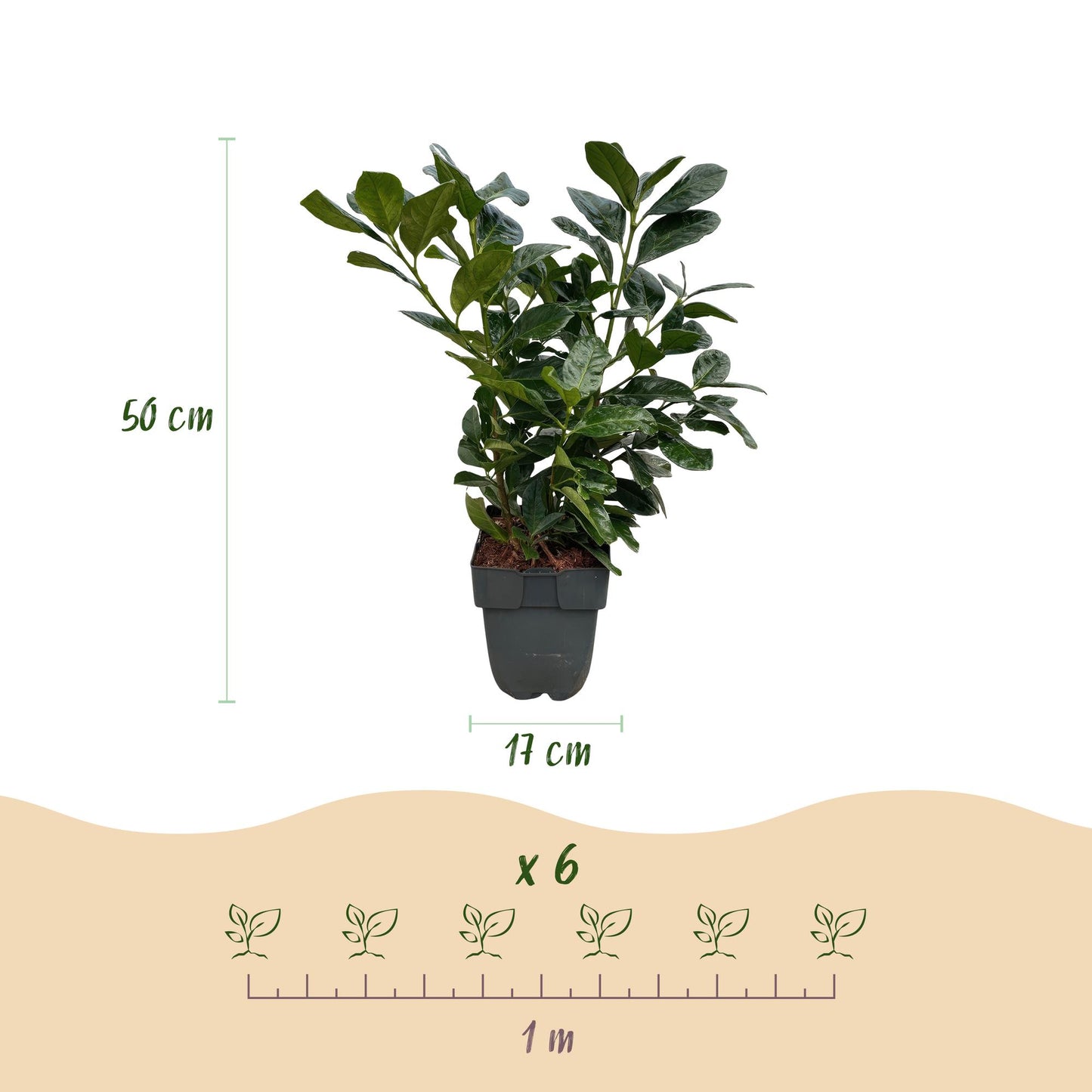 Heckenpflanzen - Prunus laurocerasus Etna - Blatt grün - 6 Pflanzen - 1 laufender Meter - immergrün - Topf 17cm Höhe 50cm