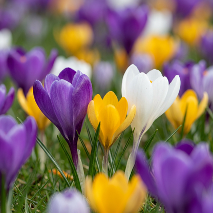 70x Crocus mix - Krokus-Mischung - Diverses - Verwilderungszwiebel - Zwiebelgröße 7/8