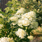 Hydrangea panniculata Limelight - Rispenhortensie - Winterhart - Limettengrün - 1 Pflanze - Topf 12cm - Höhe 20-30cm