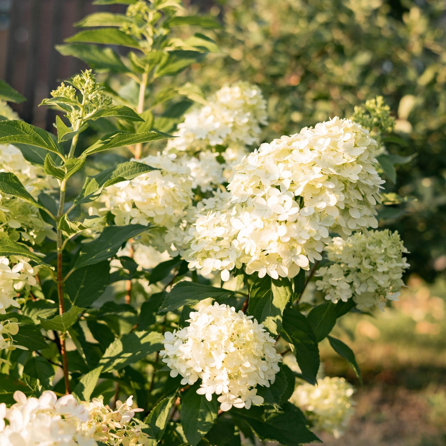 Hydrangea panniculata Limelight - Rispenhortensie - Winterhart - Limettengrün - 1 Pflanze - Topf 12cm - Höhe 20-30cm