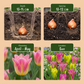 12x Tulipa Strawberry Lemonade - Tulpe Strawberry Lemonade - Diverses - Frühlingsblüher - Zwiebelgröße 11/12