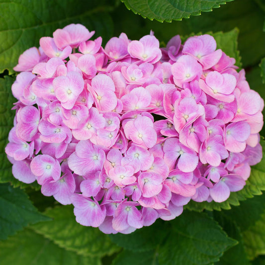 Hortensie - Hydrangea macrophylla Rosa - Blume Rosa - 3 Pflanzen - 1 m2 - Laubabwerfend - Wenig Pflege - Topf 17cm Höhe 30cm