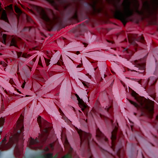 Japanischer Ahorn - Acer palmatum Skeetsers Broom - Lila - 2 Pflanzen - Laubabwerfend - Topf 19cm Höhe 70cm