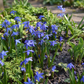 50x Scilla Siberica - Sibirischer Blaustern - Blau - Verwilderungszwiebel - Zwiebelgröße 7/8