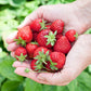 Obstpflanzen - Erdbeere - Fragaria Elvira - Winterhart - 6 Pflanzen - Topf 9 cm - Rote Erdbeere