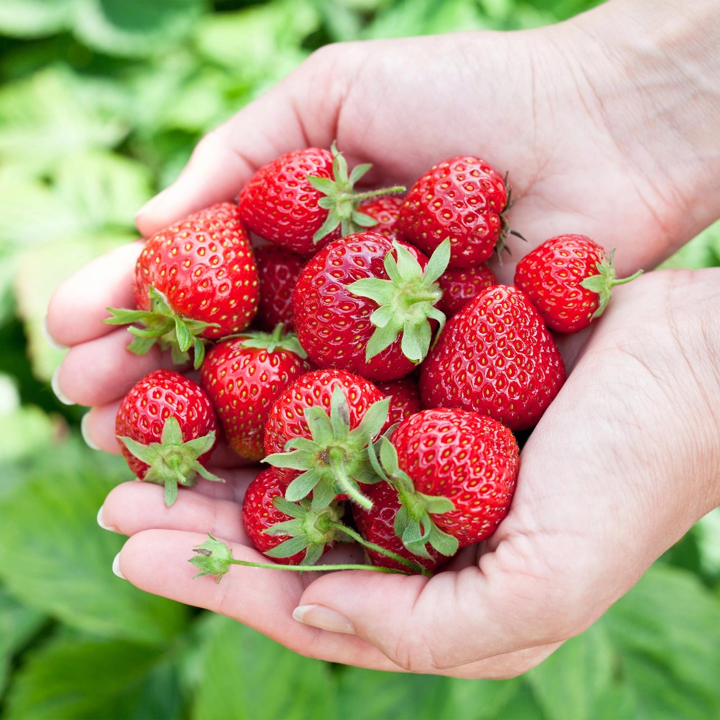 Obstpflanzen - Erdbeere - Fragaria Elvira - Winterhart - 6 Pflanzen - Topf 9 cm - Rote Erdbeere