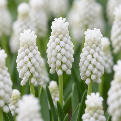 100x Muscari White Magic - White Magic grape hyacinth - White