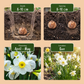 20x Narcissus White Petticoat - Weißer Reifrock-Narzisse - Weiß - Frühlingsblüher - Zwiebelgröße 6/8