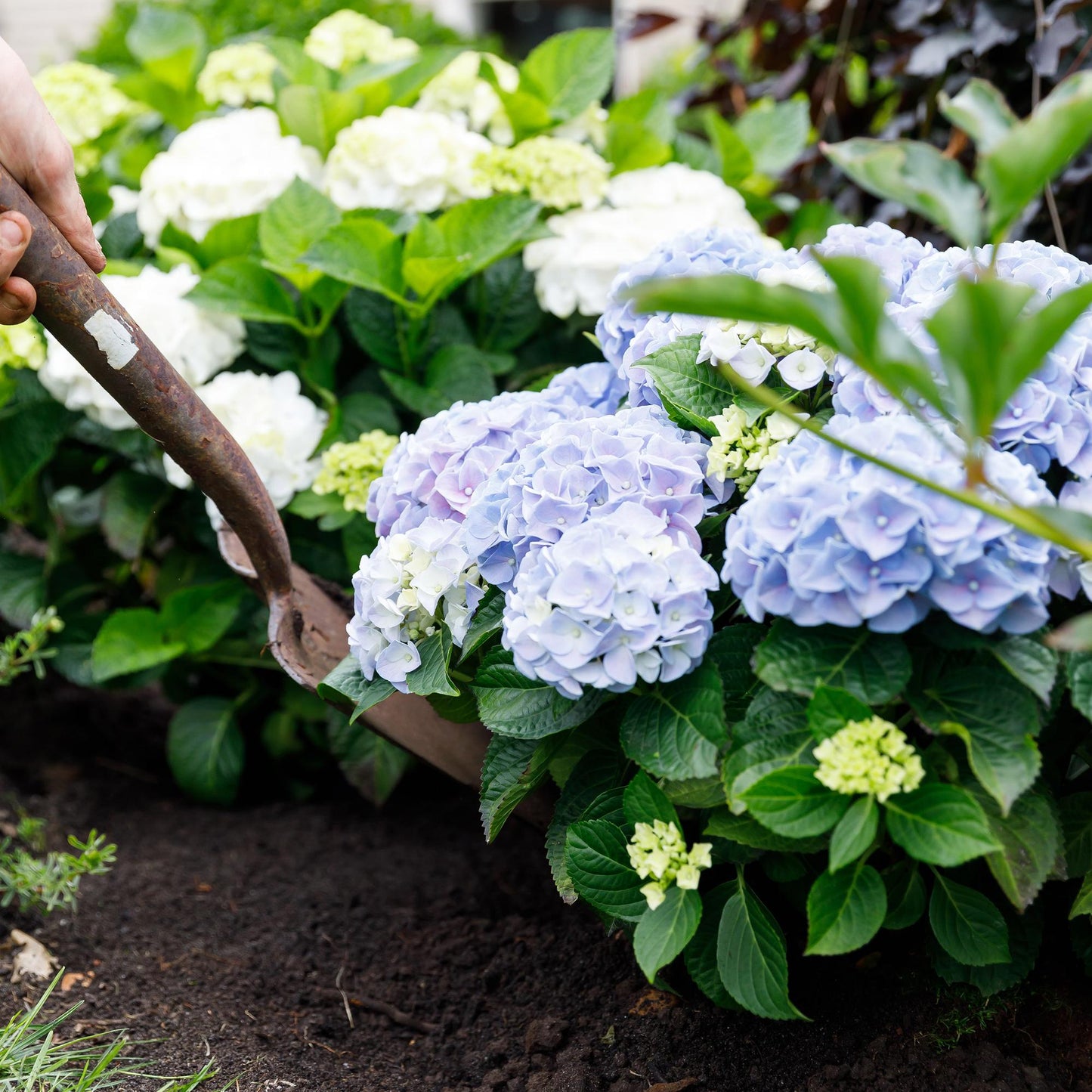 Hortensie - Hydrangea Forever & Ever - Blau - 7-12 Blumen - Topf 23cm Höhe 55cm