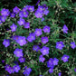 48x Geranium 'Johnson's Blue' - ↕10-25cm - Ø9cm