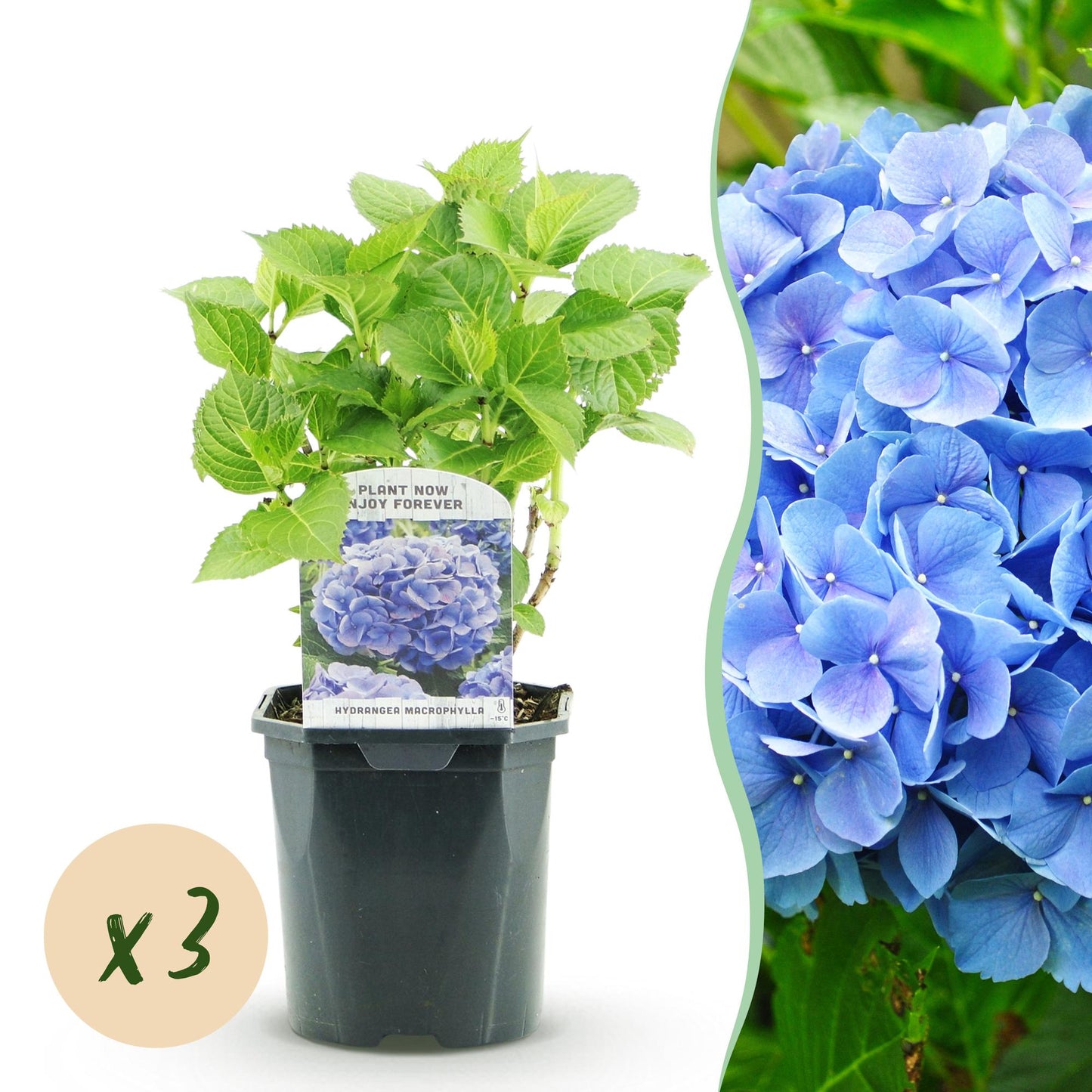 Hortensie - Hydrangea macrophylla Blau - Blüte Blau - 3 Pflanzen - 1m2 - Laubabwerfend - Wenig Pflege - Topf 17cm Höhe 30cm