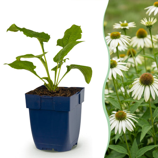 Sonnenhut - Echinacea purp. Alba - Bienen- und Schmetterlingszieher - Weiß - 1 Pflanzen - Topf 11cm - Höhe 15-25cm