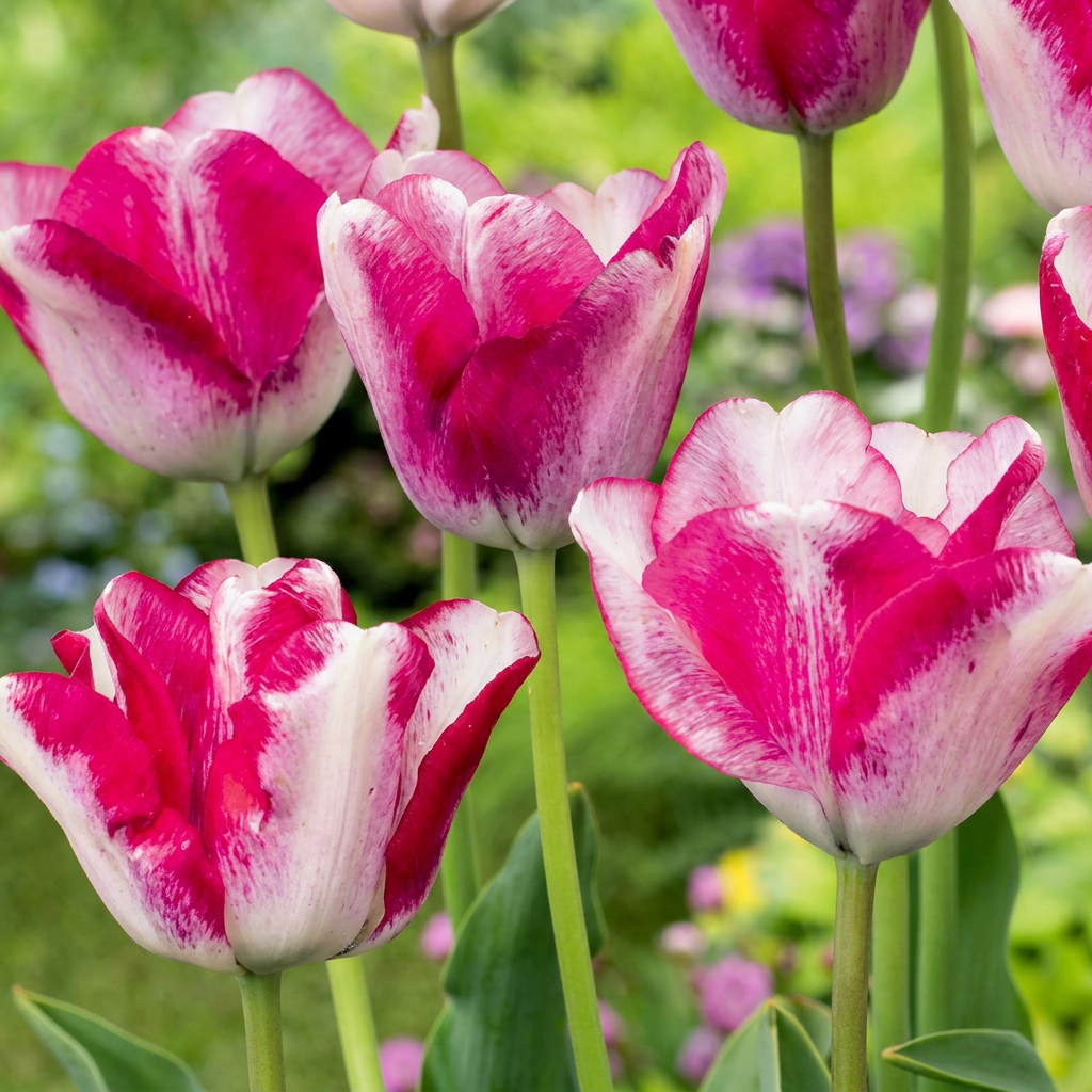24x Tulipa Mata Hari - Mata Hari tulip - Pink and White - Spring bloomer
