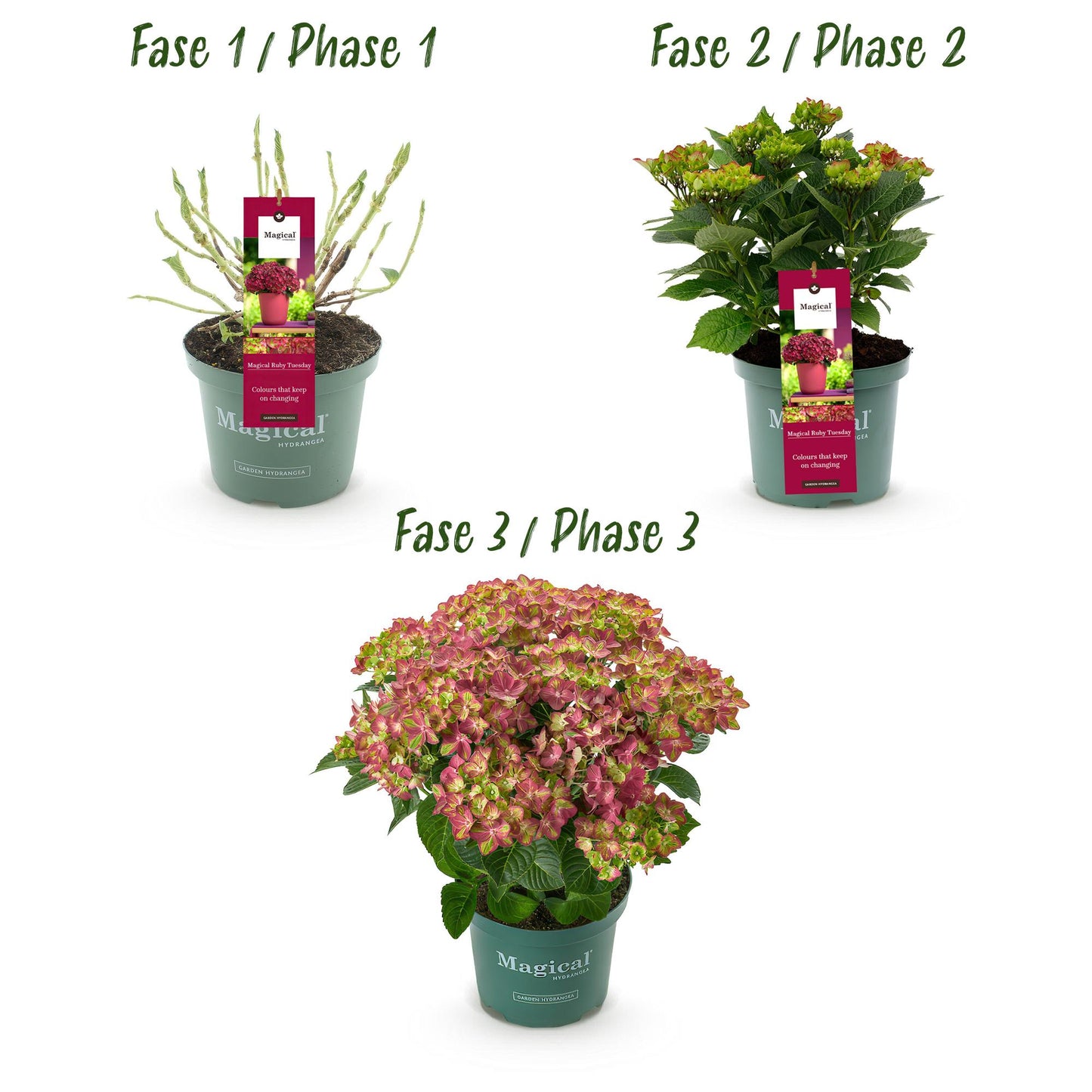 Hortensie - Hydrangea Magical Teusday & Saphire - Rot - 6-10 Blumen - 2 Pflanzen - Topf 23cm Höhe 55cm