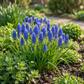 200x Muscari Armeniacum - Armenian grape hyacinth - Blue - Naturalizing bulb