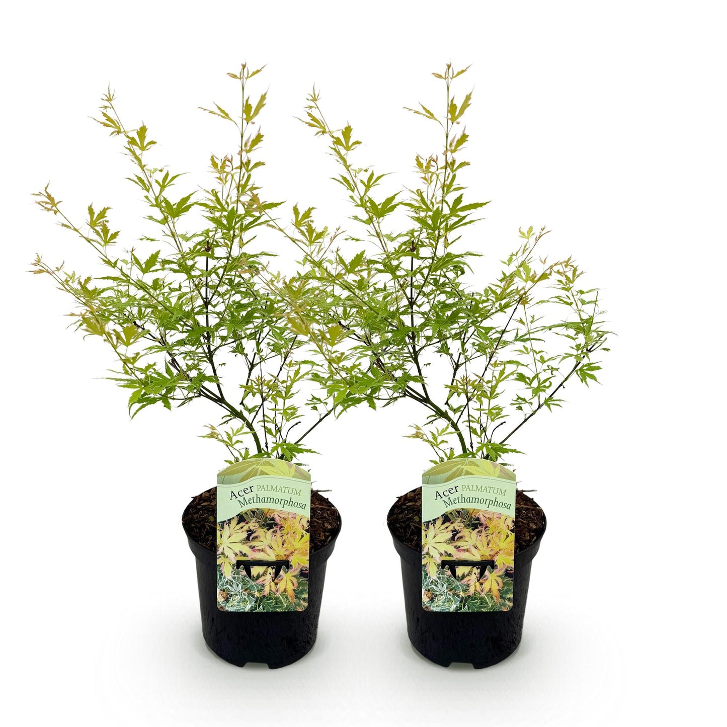 Japanischer Ahorn - Acer palmatum Methamorphosa - Grün - 2 Pflanzen - Laubabwerfend - Topf 19cm Höhe 70cm