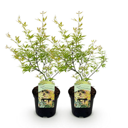 Japanischer Ahorn - Acer palmatum Methamorphosa - Grün - 2 Pflanzen - Laubabwerfend - Topf 19cm Höhe 70cm