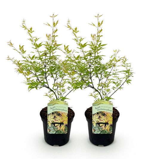 Japanischer Ahorn - Acer palmatum Methamorphosa - Grün - 2 Pflanzen - Laubabwerfend - Topf 19cm Höhe 70cm