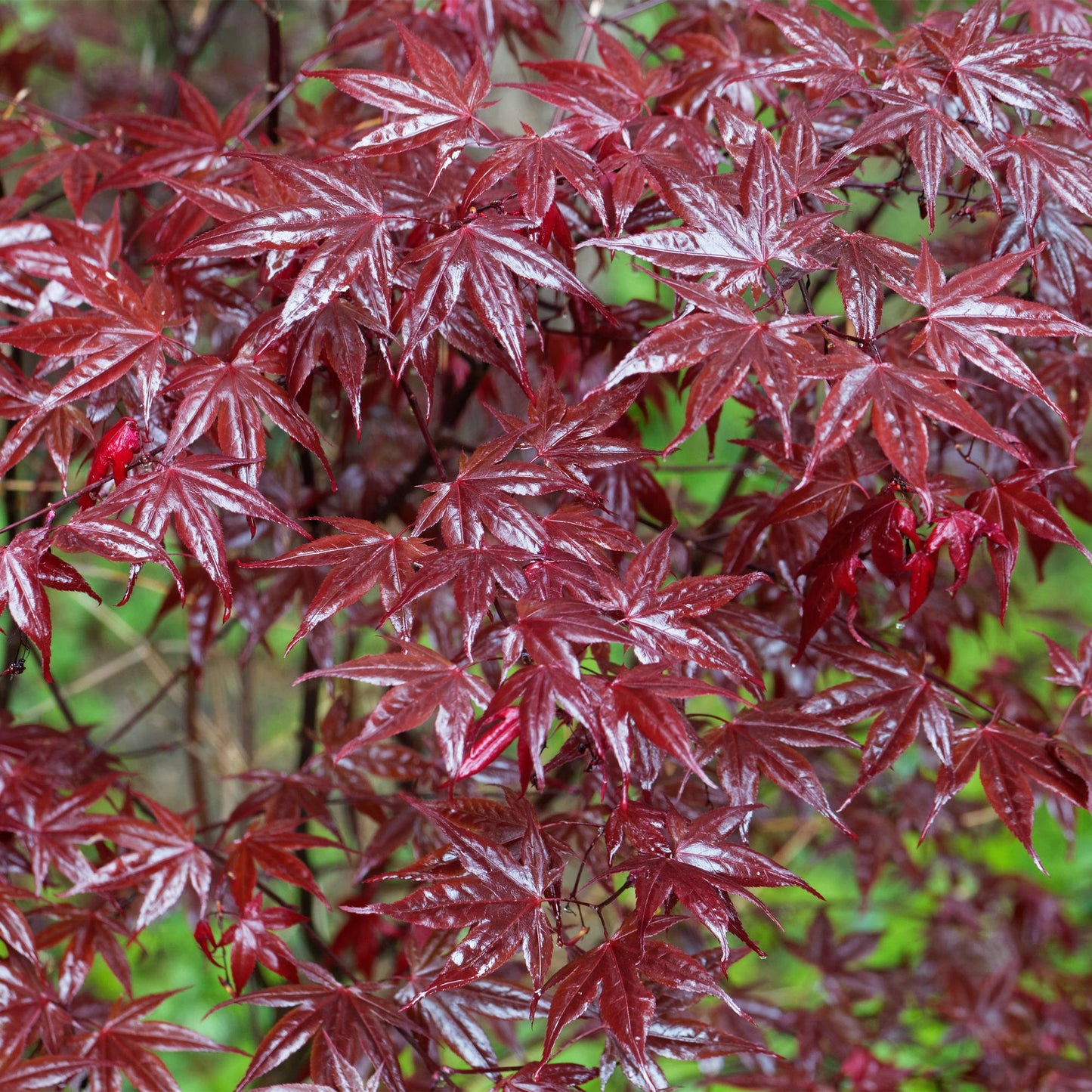 Japanischer Ahorn - Acer palmatum Bloodgood - Rot- 1 Pflanze - Laubabwerfend - Topf 19cm Höhe 70cm
