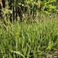 48x Carex morrowii 'Aureovariegata'  - ↕10-25cm - Ø9cm