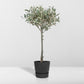 Olea - Ø19cm - ↕90cm