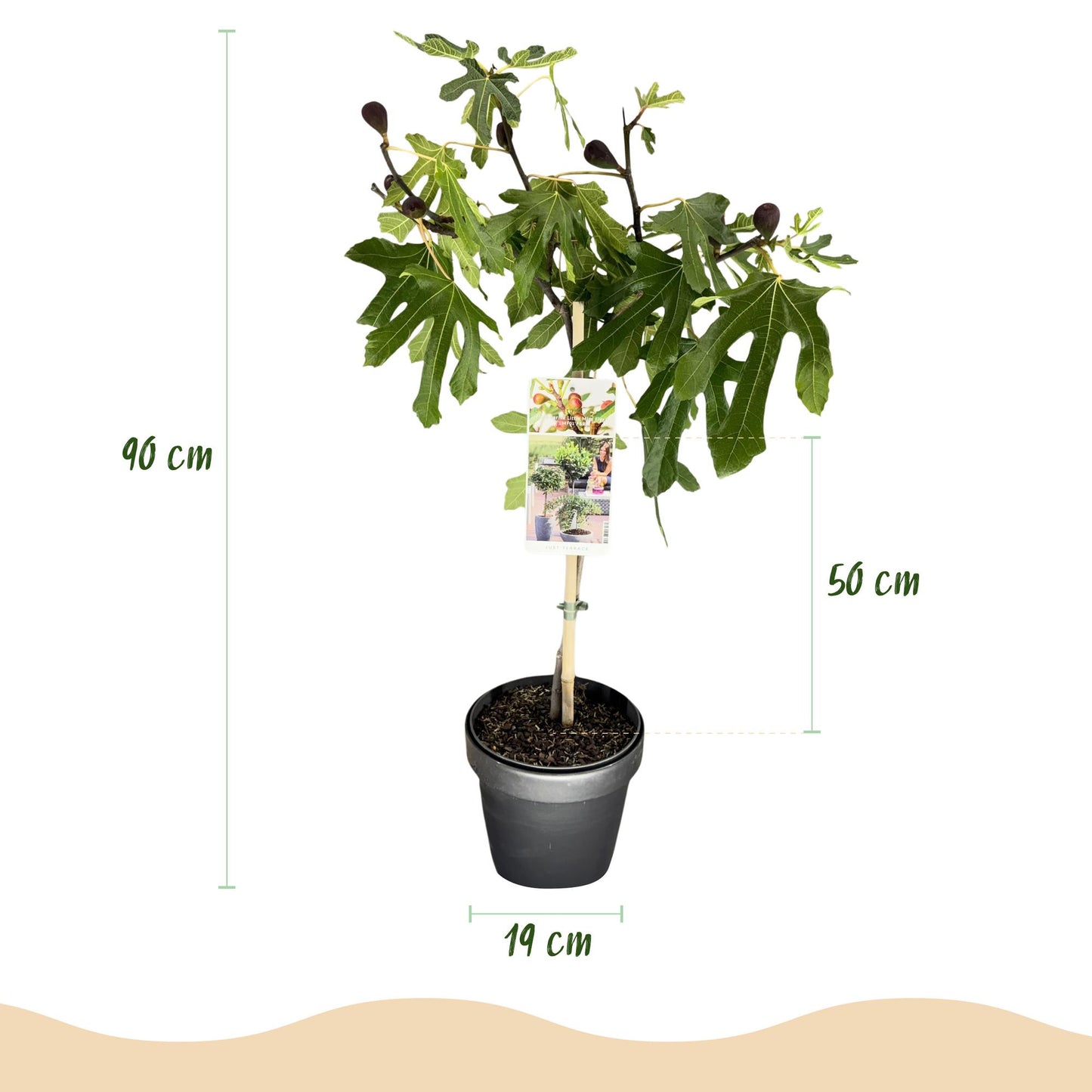 Ficus carica Little Miss Figgy - Terrassen Pflanze - Stamm Pflanze -  Laubabwerfend - Winterhart - Grüne Frucht - Topf 19cm Höhe 90cm