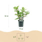 Rispenhortensie - Hydrangea panniculata Wims Red - Blüte Weiß Rot - 3 Pflanzen - 1 m2 - Laubabwerfend - Große Blüten - Topf 17cm Höhe 50cm