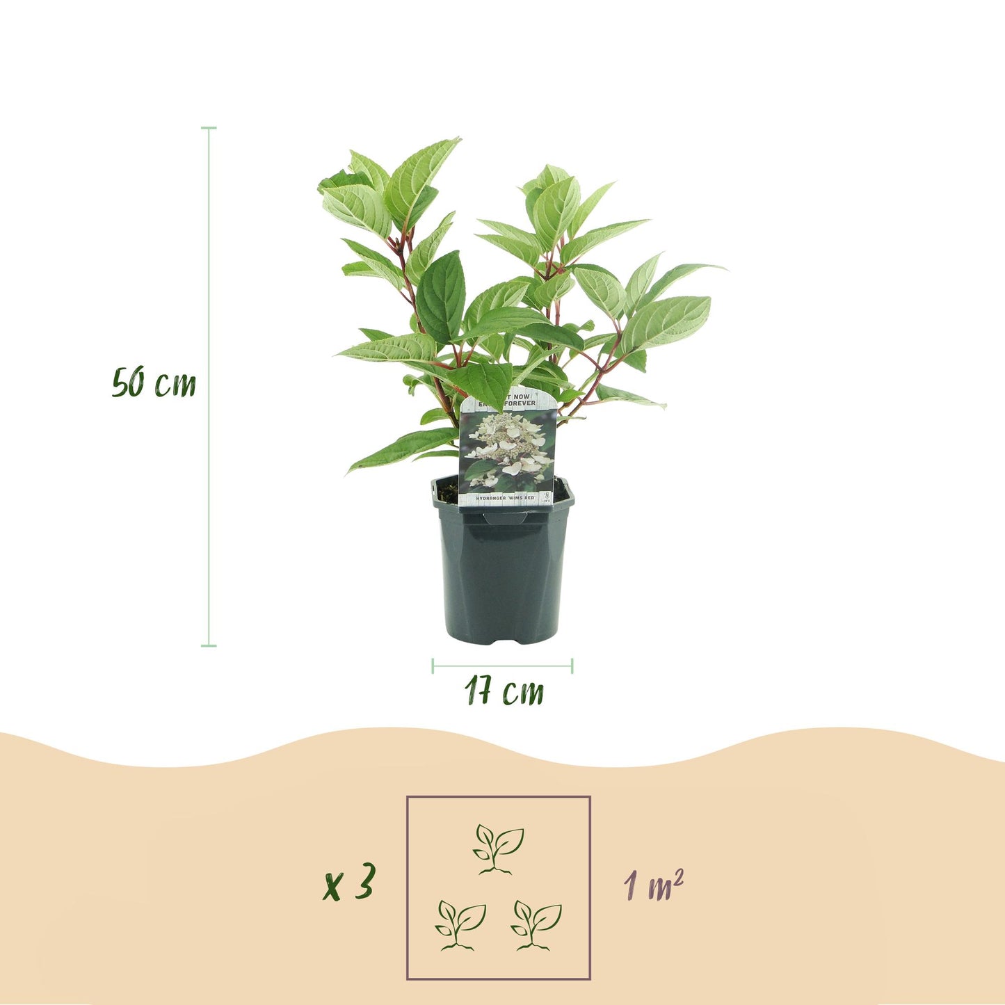 Rispenhortensie - Hydrangea panniculata Wims Red - Blüte Weiß Rot - 3 Pflanzen - 1 m2 - Laubabwerfend - Große Blüten - Topf 17cm Höhe 50cm