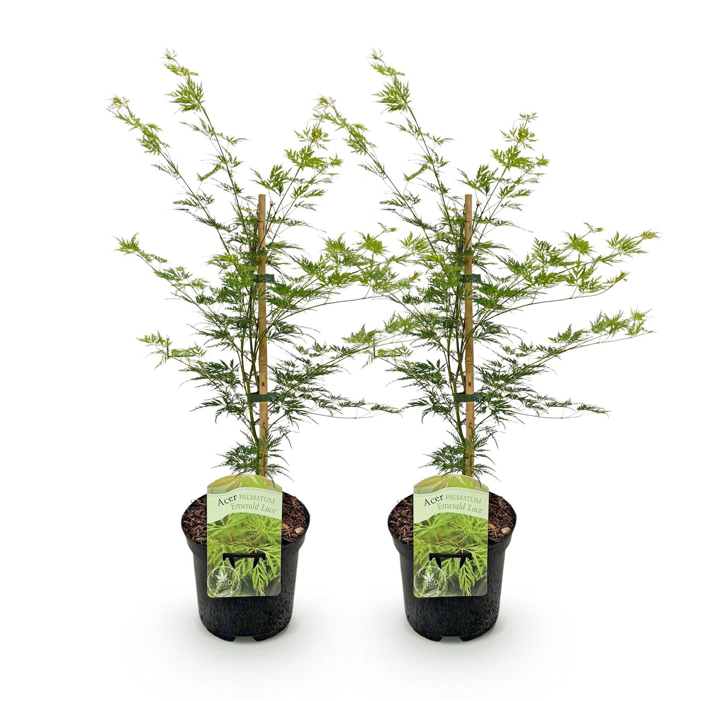 Japanischer Ahorn - Acer palmatum Emerald Lace - Grün - 2 Pflanzen - Laubabwerfend - Topf 19cm Höhe 70cm