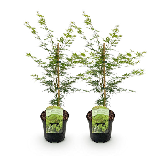 Japanischer Ahorn - Acer palmatum Emerald Lace - Grün - 2 Pflanzen - Laubabwerfend - Topf 19cm Höhe 70cm