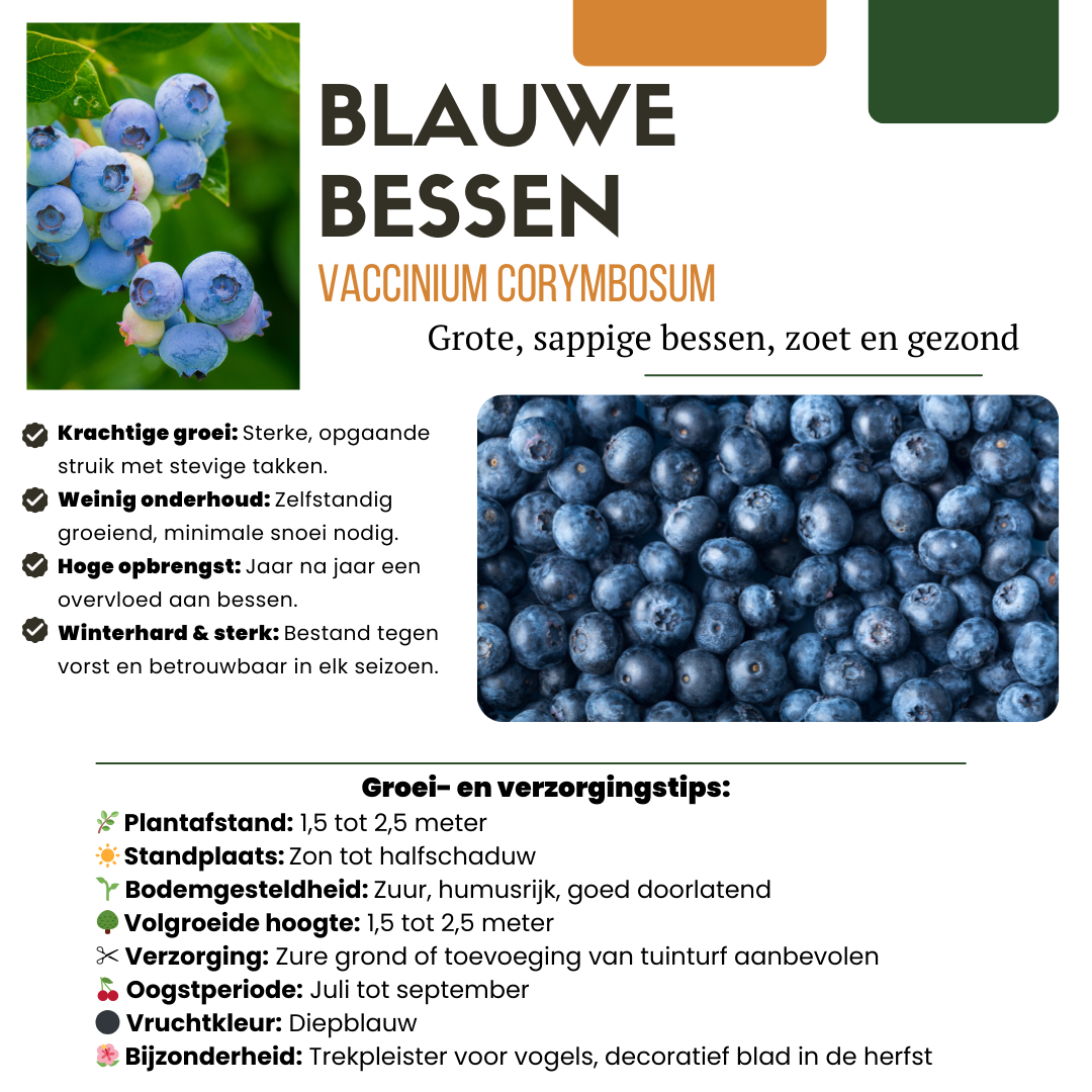 6 x Heidelbeerpflanzen BIO – Ø 13 cm – ↨ 20 cm