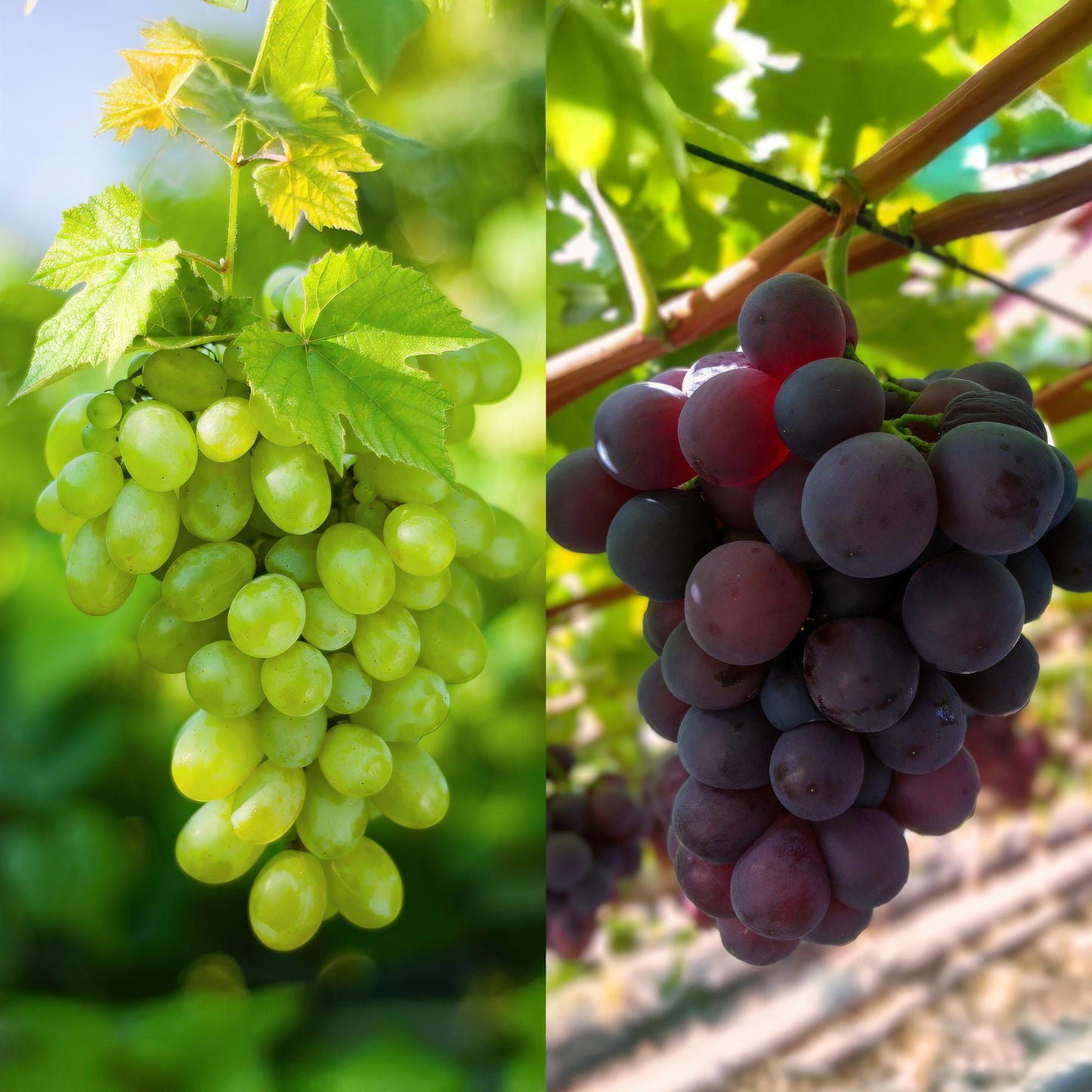 Obstpflanze - Vitis vinifera Himrod - Vanessa - Weinrebe - Kernlos - Blaue & Weiße Traube - 2 Pflanzen - Topf 15cm - Höhe 50cm