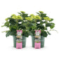 Hortensie - Hydrangea Magical Jewel Pink - Rosa - 6-10 Blüten - 2 Pflanzen - Topf 23cm Höhe 55cm
