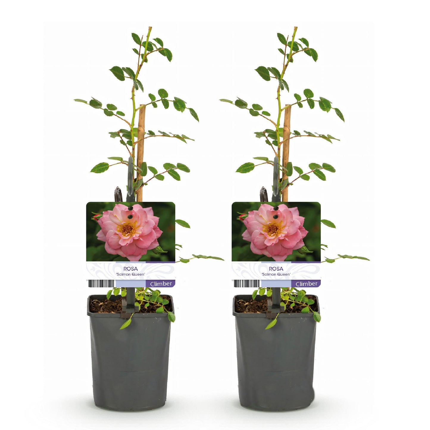 Kletterrose - Rosa Salmon Queen - Blüte Hellrosa - Geringer Pflegeaufwand - 2 Pflanzen - Topf 11cm Höhe 40cm