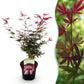 Japanischer Ahorn - Acer palmatum Shaina - Rot - 1 Pflanze - Laubabwerfend - Topf 19cm Höhe 70cm