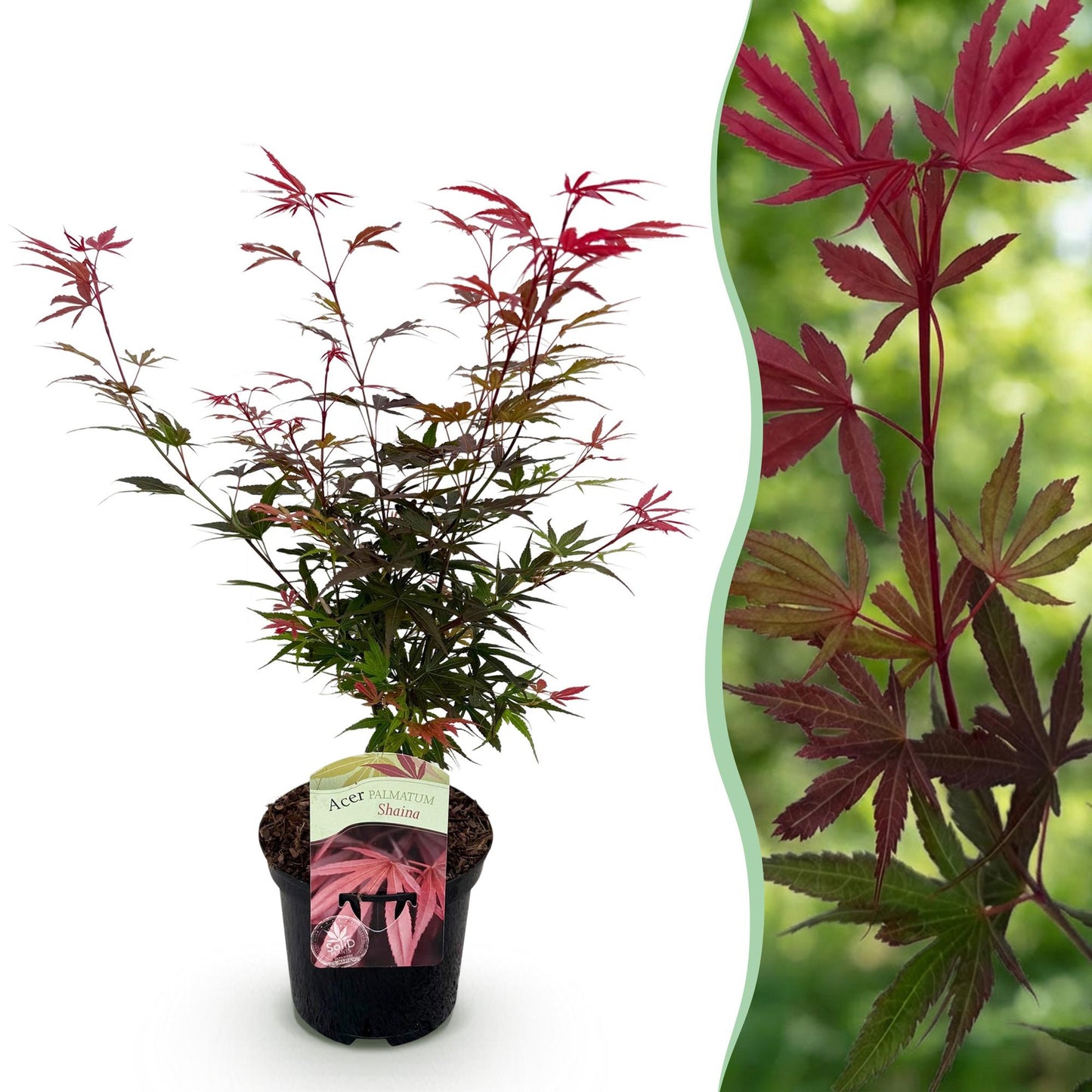 Japanischer Ahorn - Acer palmatum Shaina - Rot - 1 Pflanze - Laubabwerfend - Topf 19cm Höhe 70cm