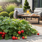 Obstpflanzen - Erdbeere - Fragaria Elsanta - Winterhart - 3 Pflanzen - Topf 9 cm - Rote Erdbeere