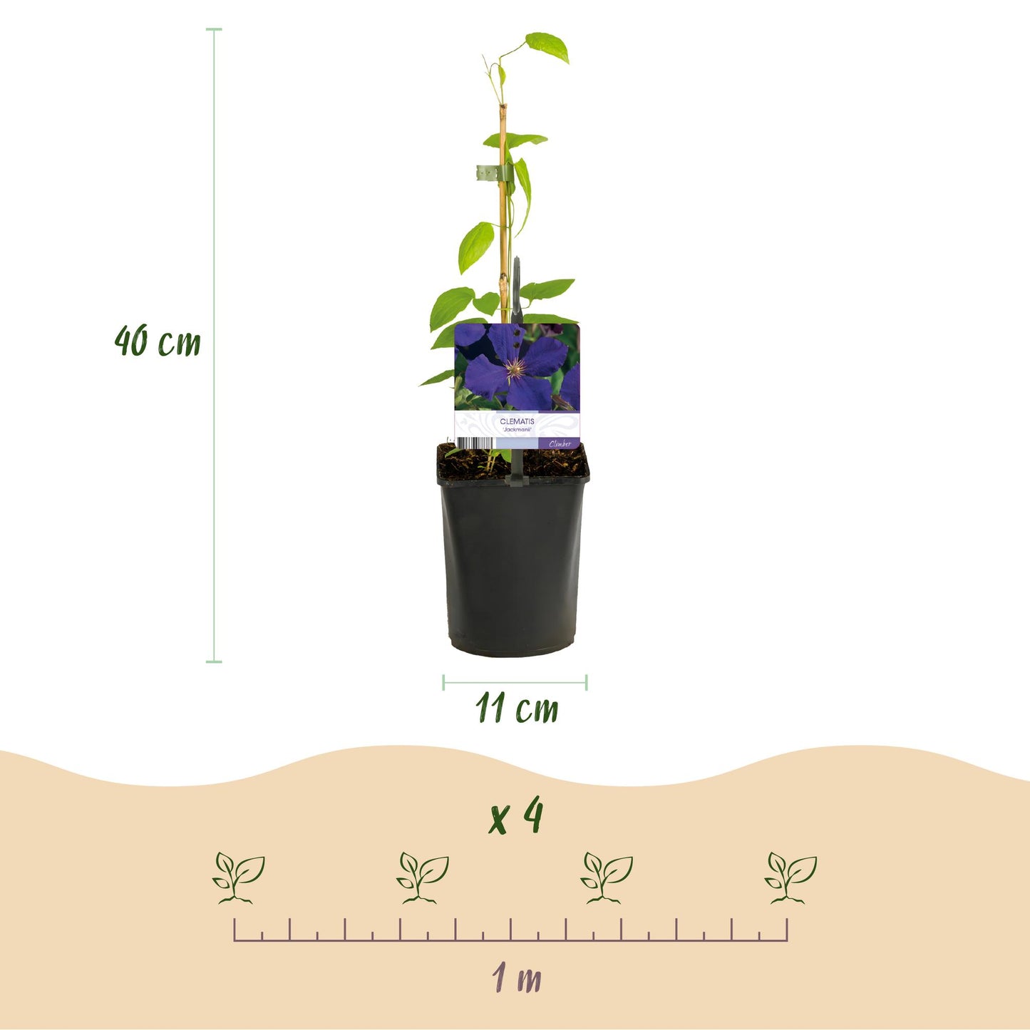 Kletterpflanze - Clematis Jackmanii - Blüte Blau - Wenig Pflege - 2 Pflanzen - Topf 11cm Höhe 40cm
