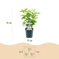 Syringa vulgaris Mme Lemoine - Common Lilac  - weiß - 1 Pflanze - Topf 17cm - Höhe 45cm
