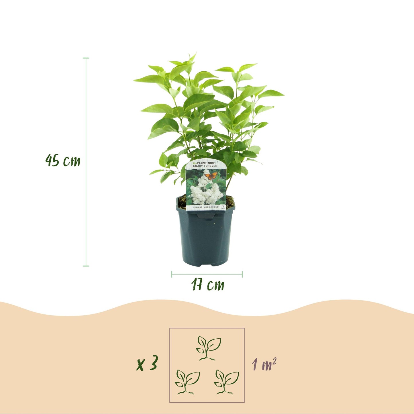Syringa vulgaris Mme Lemoine - Common Lilac  - weiß - 1 Pflanze - Topf 17cm - Höhe 45cm