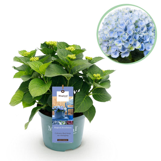 Hortensie - Hydrangea Magical Revolution Blue - Blau - 6-10 Blumen - Topf 23cm Höhe 55cm