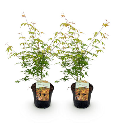 Japanischer Ahorn - Acer palmatum Katsura - Orange - 2 Pflanzen - Laubabwerfend - Topf 19cm Höhe 70cm