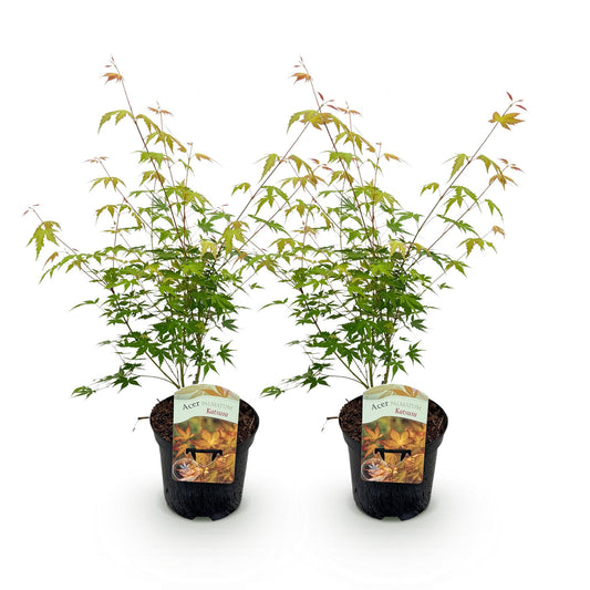 Japanischer Ahorn - Acer palmatum Katsura - Orange - 2 Pflanzen - Laubabwerfend - Topf 19cm Höhe 70cm