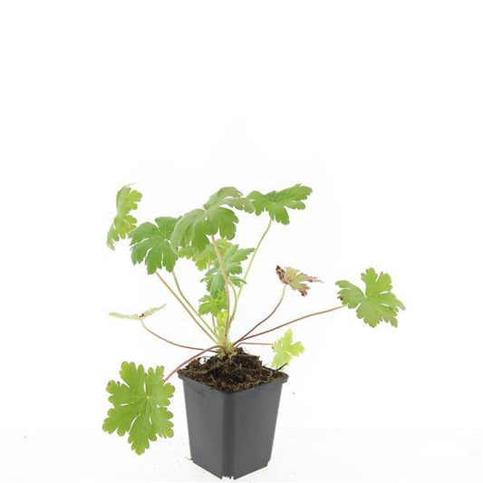 48x Geranium macr. 'Ingwersen's Var.' - ↕10-25cm - Ø9cm