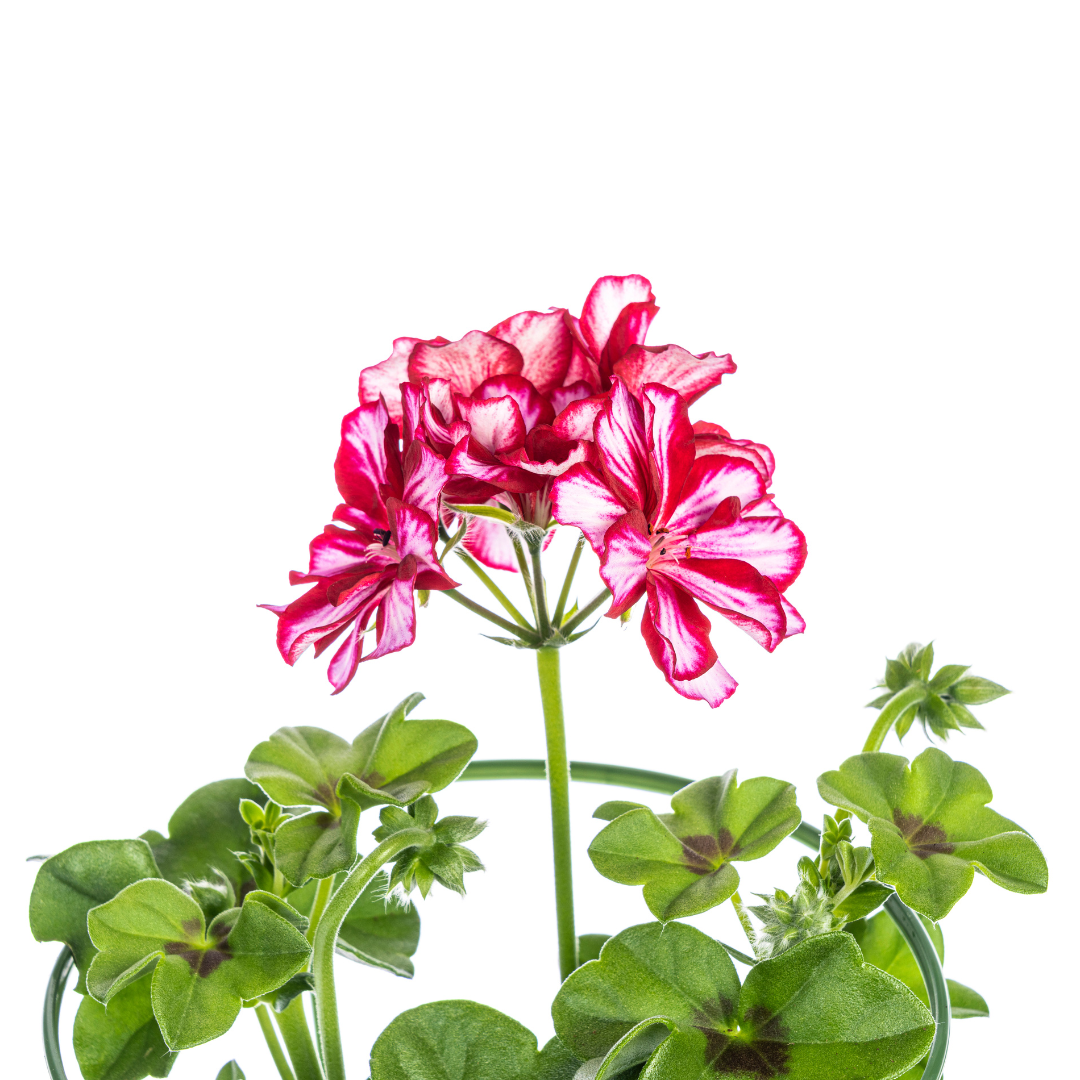 Geranien (Pelargonium peltatum) Mexica Ruby Ø12 cm - ↕20 cm, 8 Pflanzen