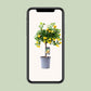 Citrus Calamondin - Ø15cm - ↕45cm